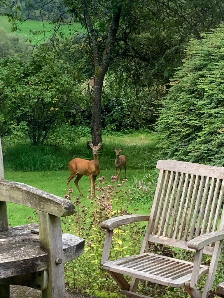 Photo of two deer at Greenstreete 